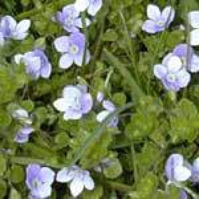 Weed of the Week: Slender Speedwell (Veronica filiformis)