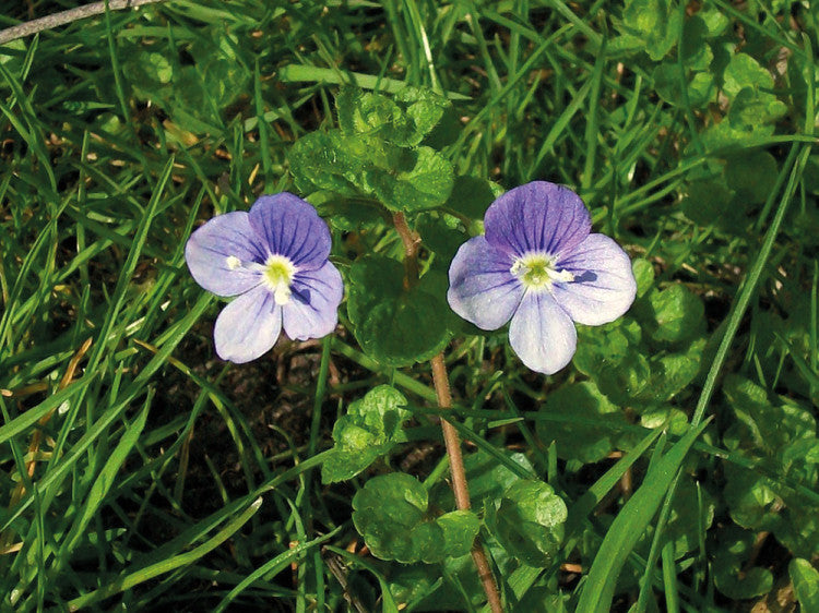 Slender Speedwell (Veronica filiformis)