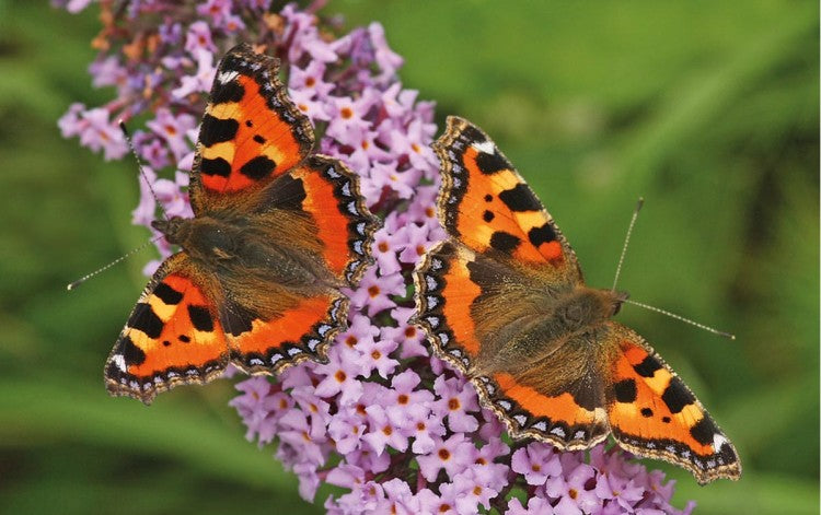 SmallTortoiseshell