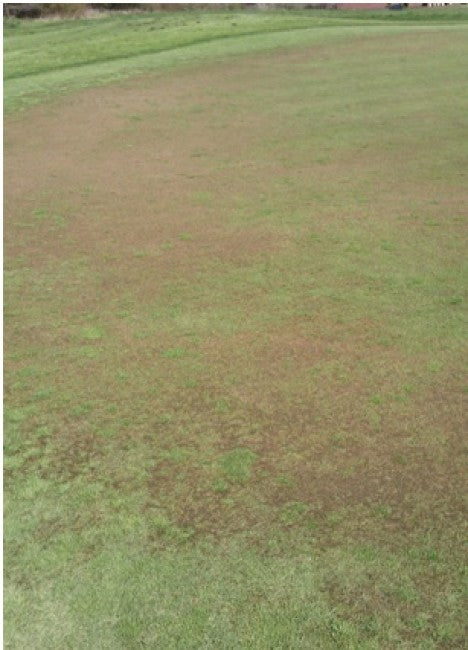 south staffs nematodes damage 