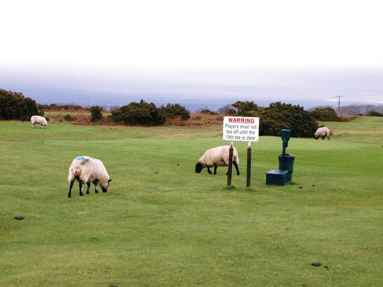 Southerndown2 Sheep