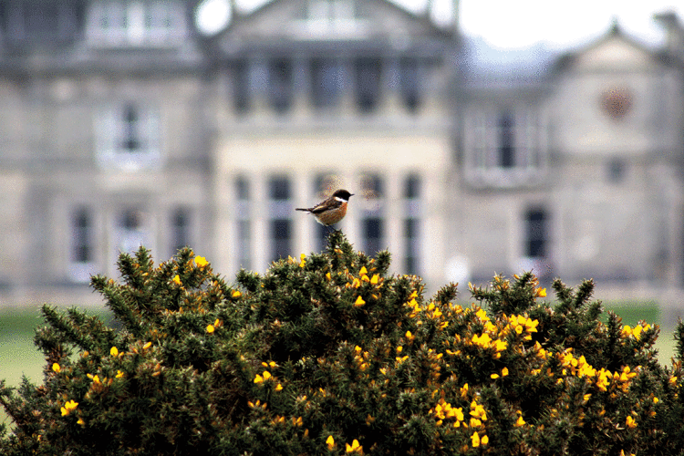 StAndrews Stonechat