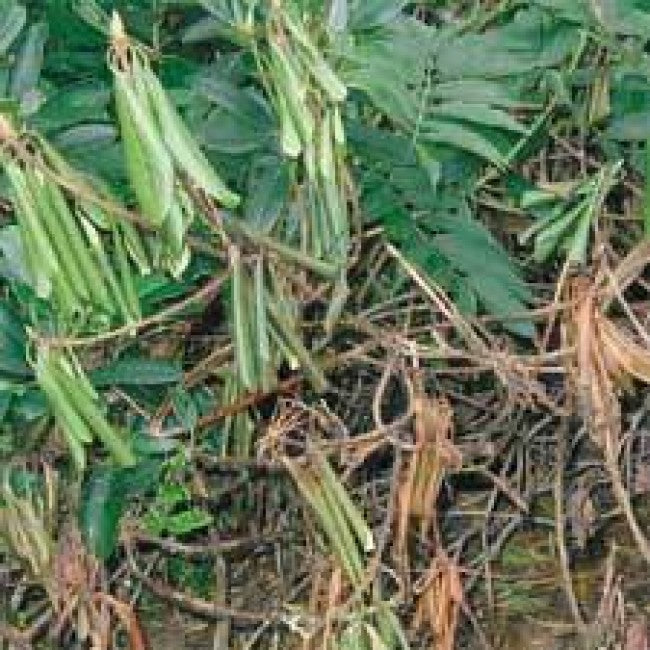 "Sudden Oak Death" - Phytophthora ramorum