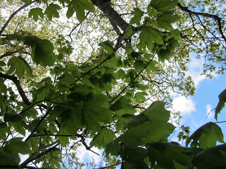 Sycamore tree