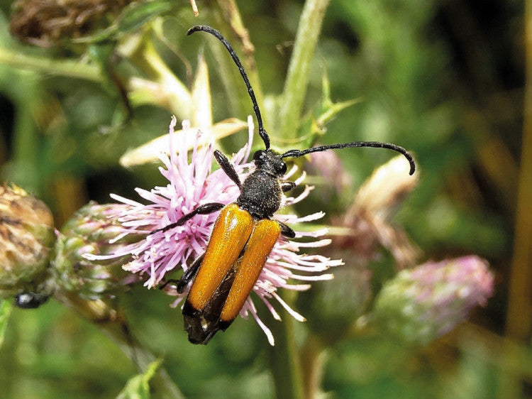 Tawny Longhorn Beetle - Paracorymbia fulva.jpg