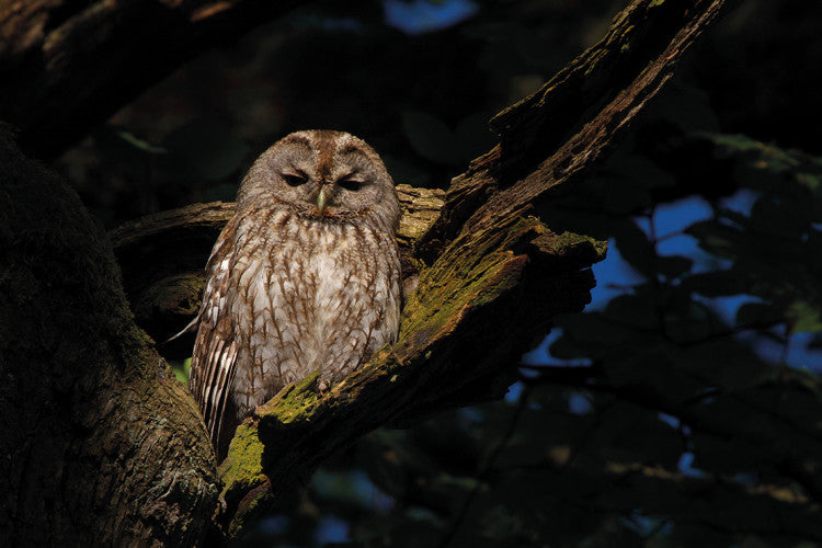 TawnyOwl Night