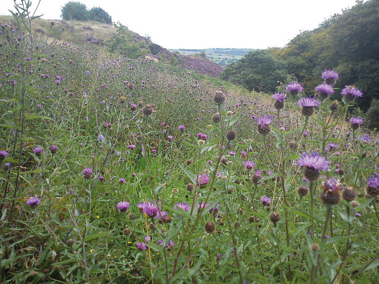 Turton Wildflowers2