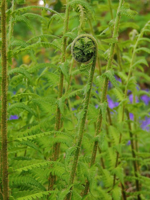 Unfolding Fern.