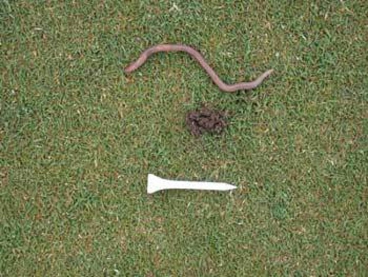 Managing Earthworm castings in Low-Cut Golf Course turf