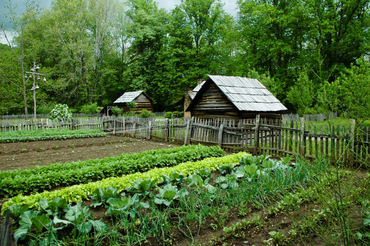 vegetable garden