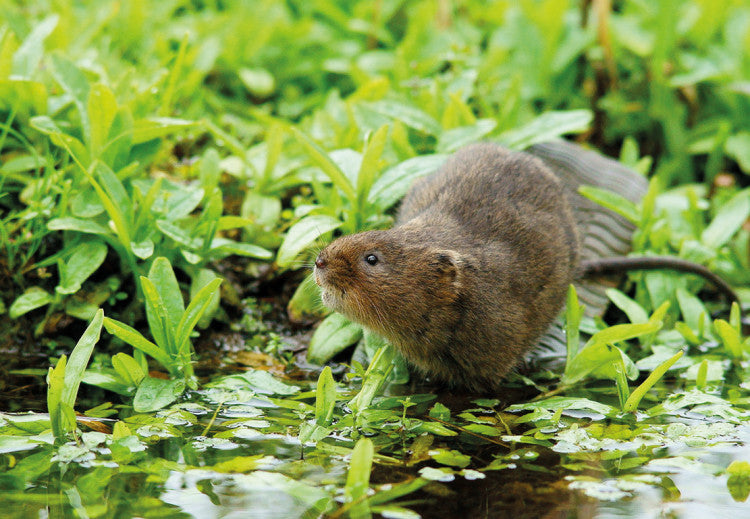 WaterVole Wiki3