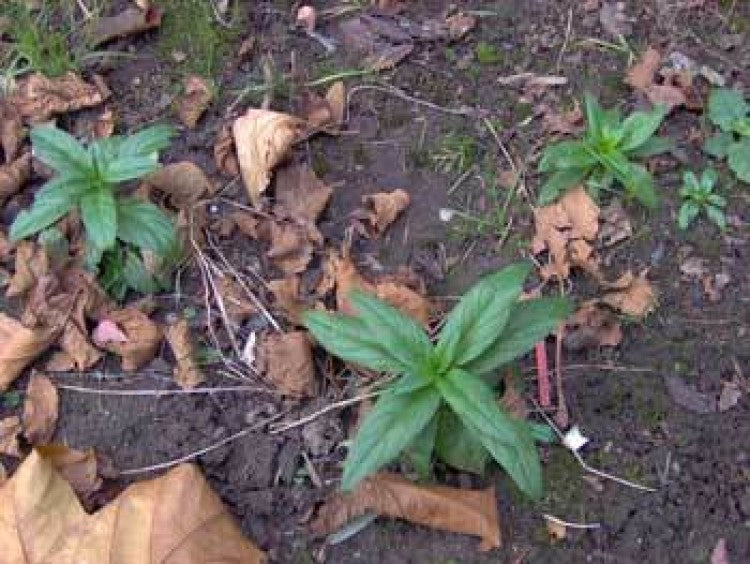 Weed Of the Week Rosebay Willow Herb