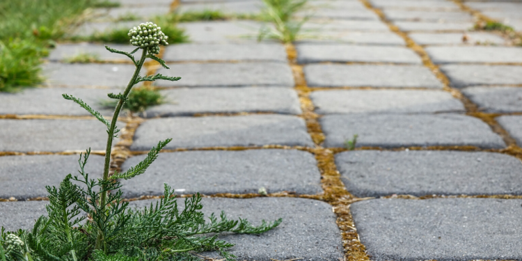 Weeds in public spaces.png