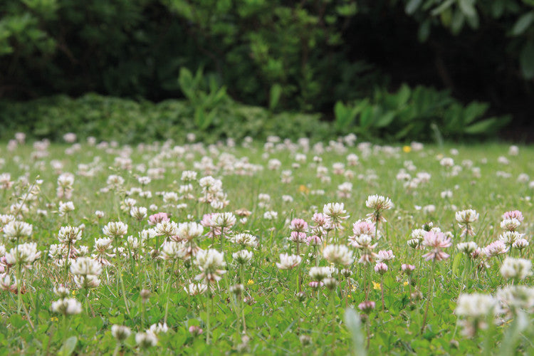 WhiteClover Meadow