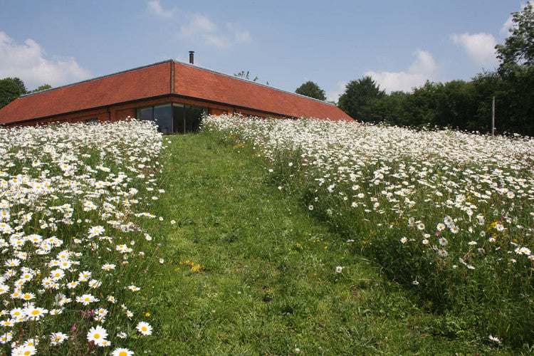 Wildflower Earth 2  After   first season