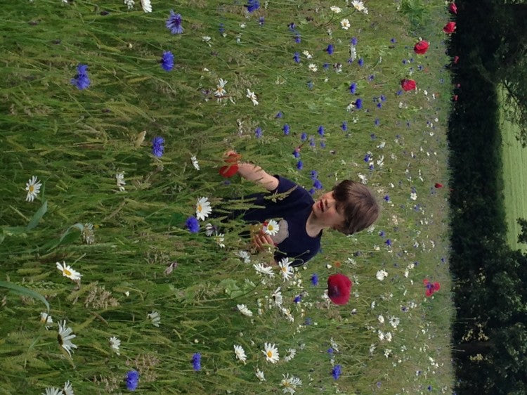 Wildflower meadow