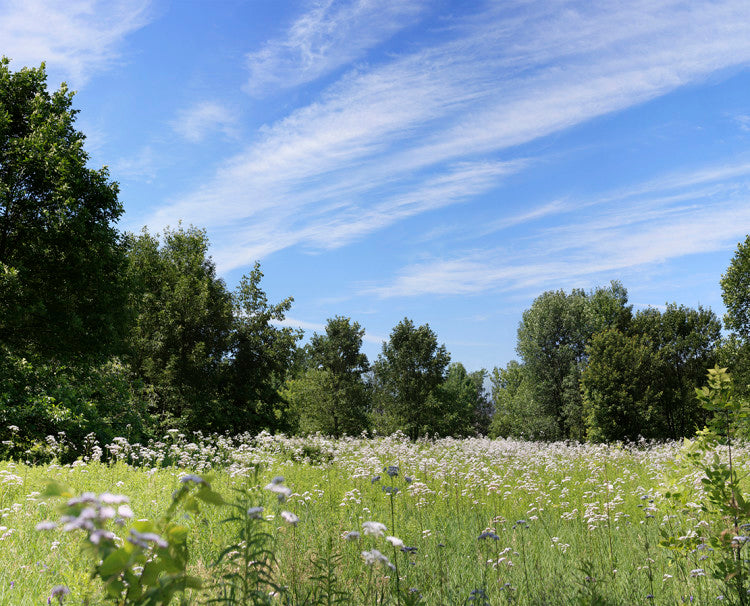 Wildflowers