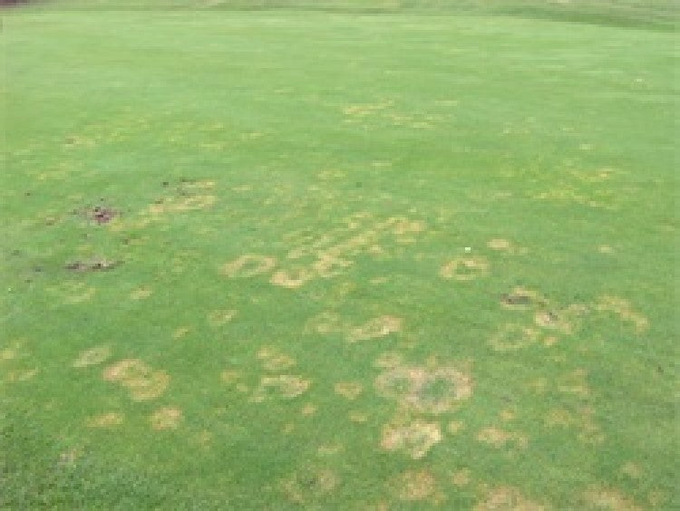 Take a strategic approach to combat fungal turf disease this autumn