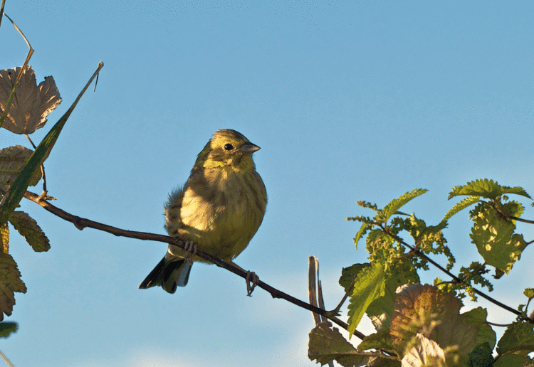 Yellowhammer WikiCommons