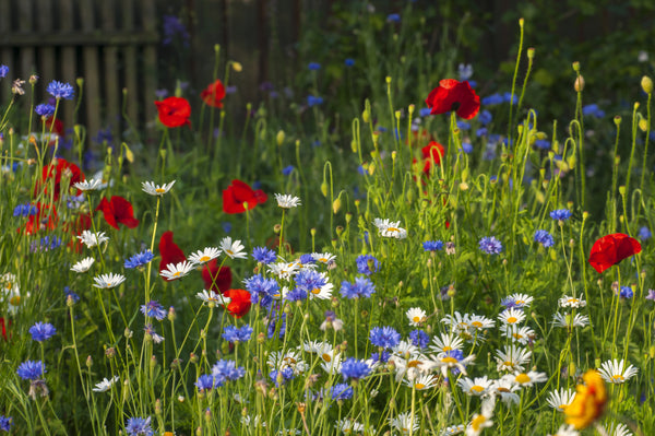 High Nutrient Soils Annuals & Perennials Wildflower Mix